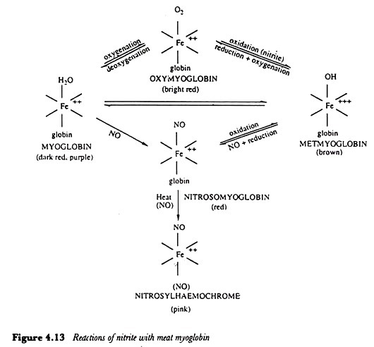 Reaction of nitrite with meat myoglobin