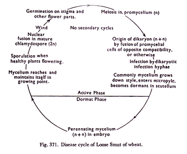 Disease cycle of Loose Smut of wheat 