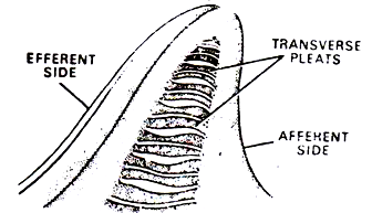 Ctenidium of Pila