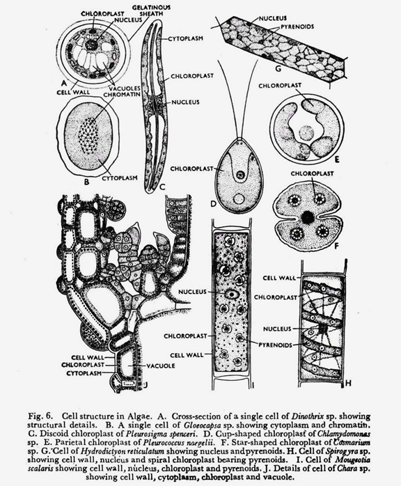 Cell structure in Algae