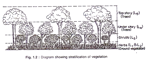 Diagram showing stratification of vegetation