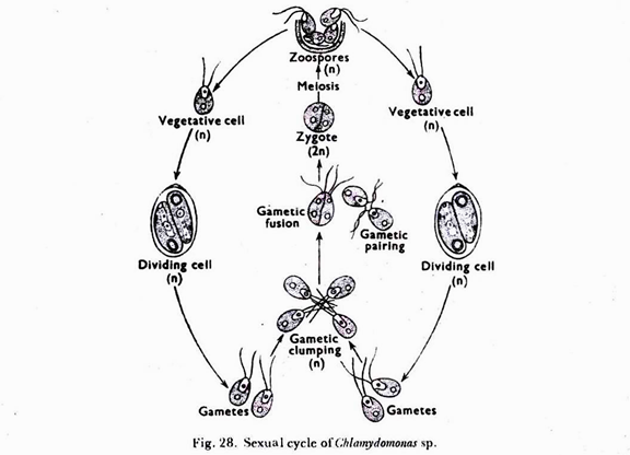 Sexual cycle of chlamydomonas sp