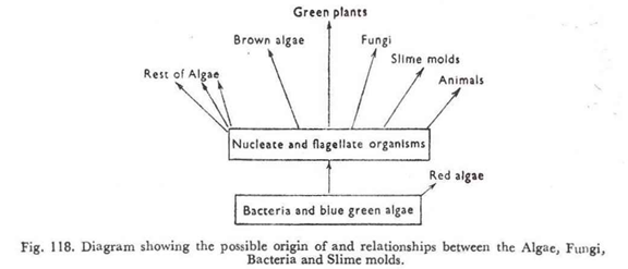 Diagram showing the possible origin of and relationships between the Algae, Fungi, Bacteria and Slime molds