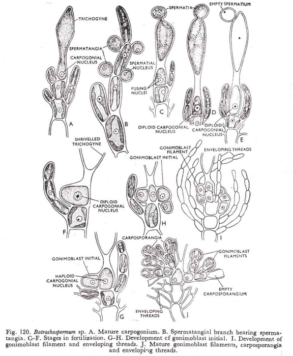 Batrachospermum sp