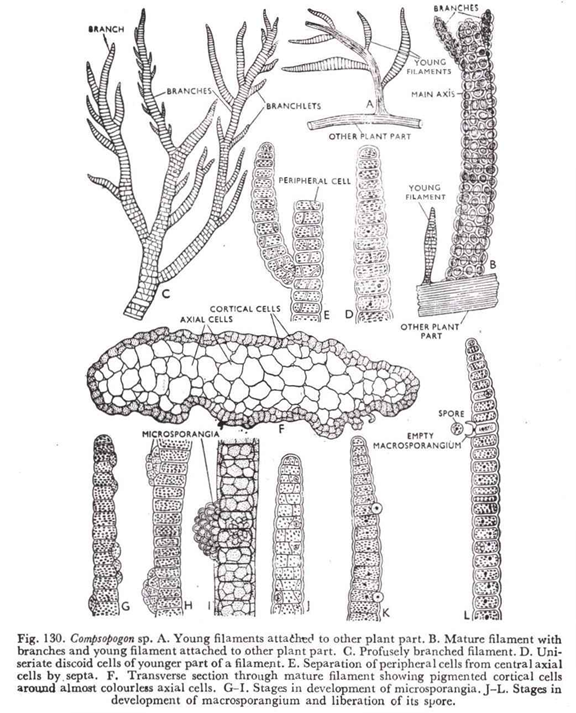 Compsopogon sp