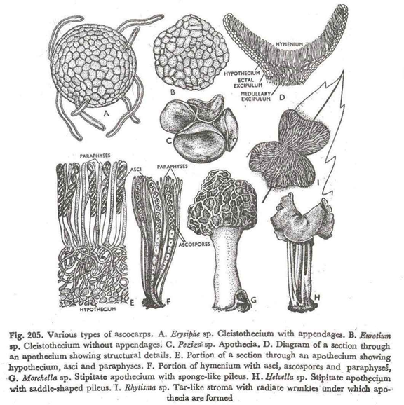 Various types of ascocarps