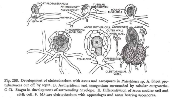 Development of cleistothecium with ascus and ascospores in Podosphaera sp