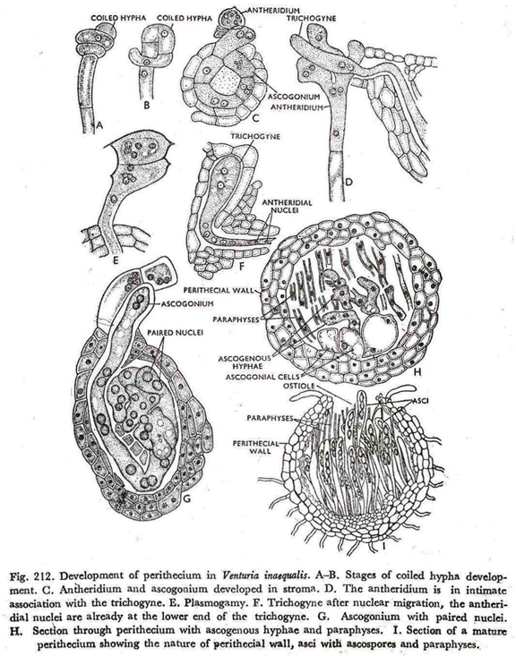 Development of perithecium in venturia inaequalis