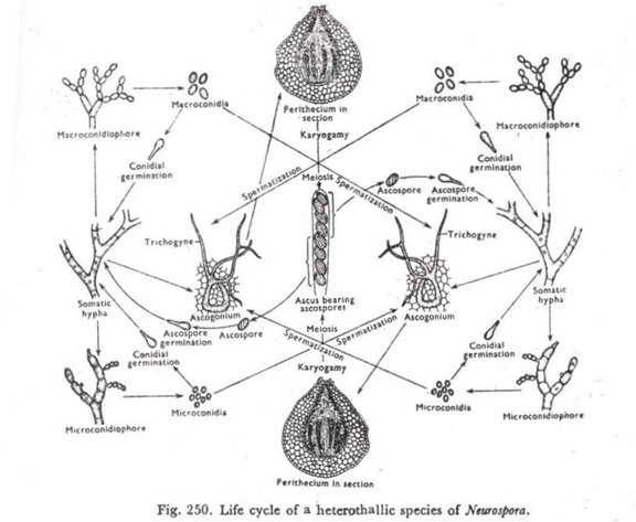 Life cycle of a heterothallic species of neurospora