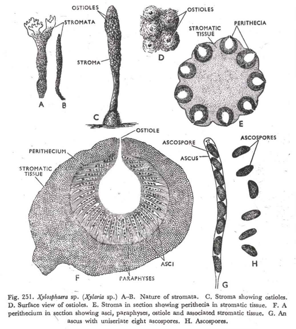 Xylosphaera sp