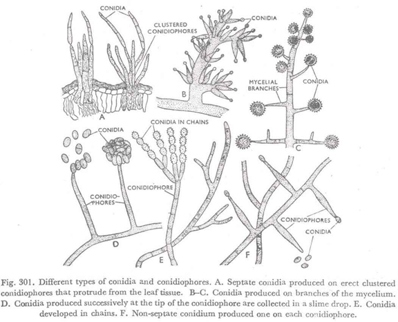 Different types of conidia and conidiophores