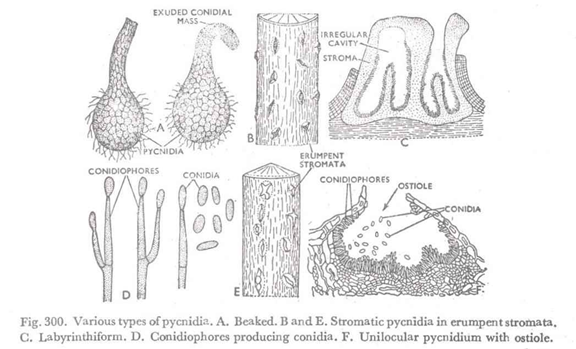 Various types of pycnidia