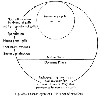 Disease cycle of Club Root of crucifers 