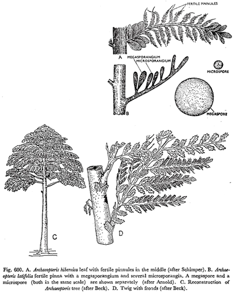 Archaeopteridales