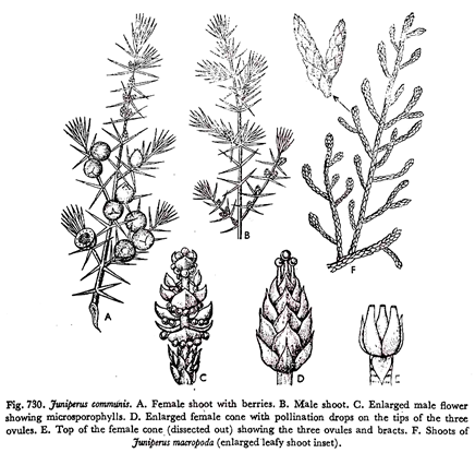 Juniperus Communis