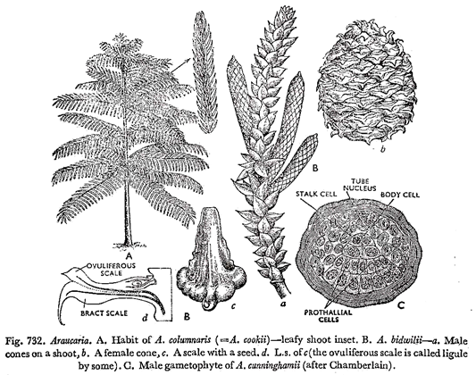 Araucaria