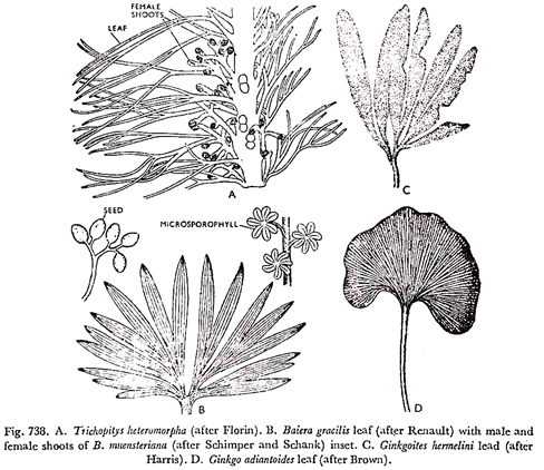 Ginkgo