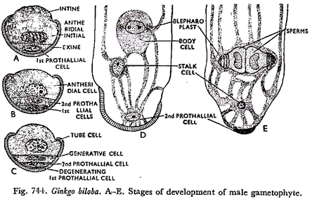 Ginkgo Biloba