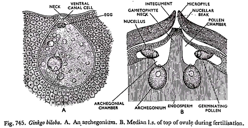 Ginkgo Biloba