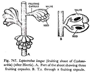 Leptostrobus Longus