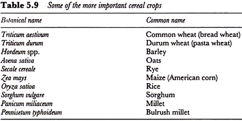 Some of the more important cereals crops