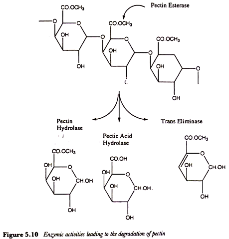 Enzymicactivities leading to the degradation of pectin
