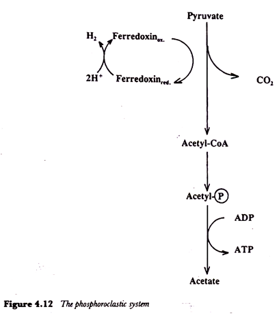 The phosphoroclastic system