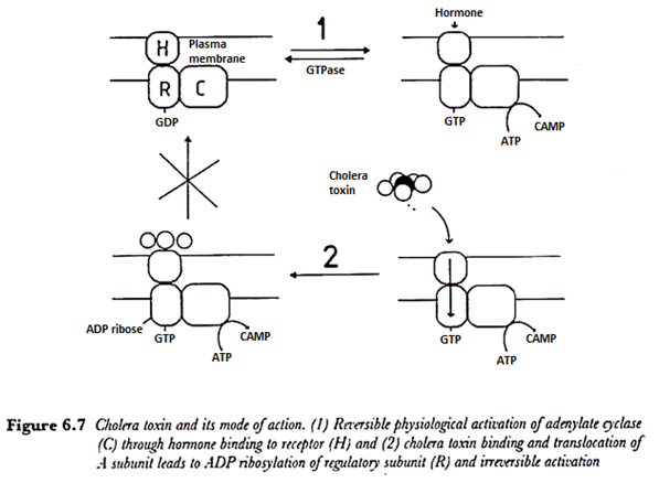 Cholera toxin and its mode of action