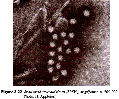 Small round-structures viruses