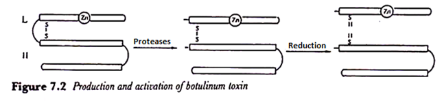 Production and activation of botulinum toxin