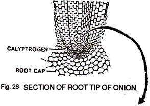 Section of Root Tip of Onion