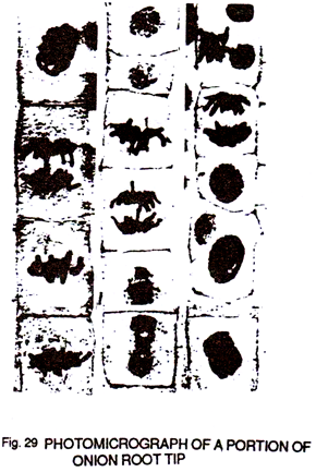 Photomicrograph of a Portion of Onion Root Tip