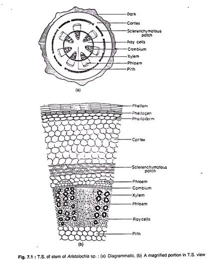 T.S of Stem of Aristolochie sp.