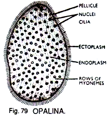 Opalina 