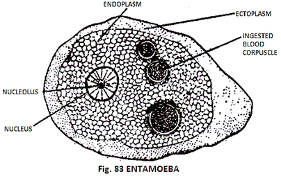 Entamoeba 