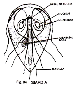 Giardia 