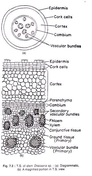 T.S of Stem Dracaana sp