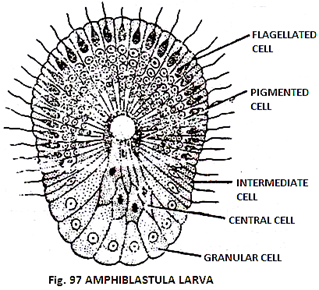 Amphiblastula 