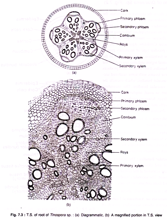 T.S of Root of Tinospora sp. 