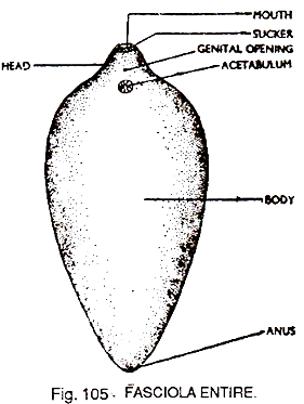 Fasciola Entire