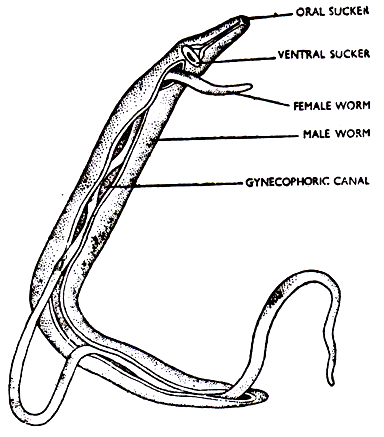 Schistosoma 