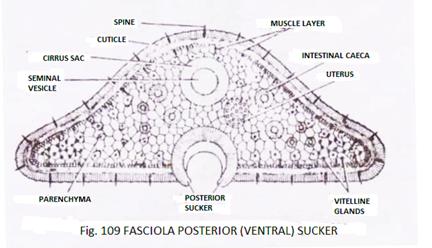 T.S. Fasciola Posterior Sucker