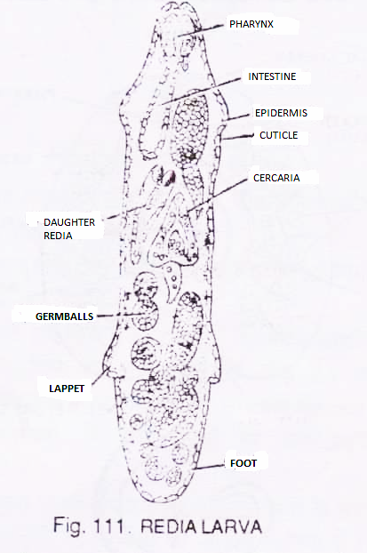 Redia Larva of Fasciola