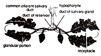 Salivary Glands of Cockroach