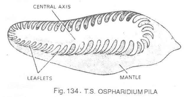 L.S. Ospharisium of Pila