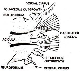 Parapodium of Heteronereis 