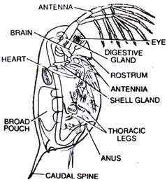 Daphnia 