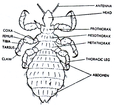 Pediculus (Human Body Louse)