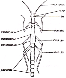 Diapheromera 