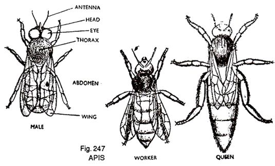 Apis (Honey Bee)